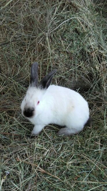 Декоративные кролики: Кролики — 21