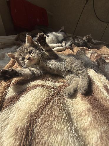 вызвать ветеринара на дом: Котята домашние от британской кошки к лотку приучены кушают сами ! — 1