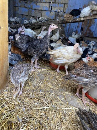 Toyuqlar: Satılır durçinka,serbilis,hündüşka -da lalafo.az — 11 Toyuqlar: Satılır durçinka,serbilis,hündüşka — 11