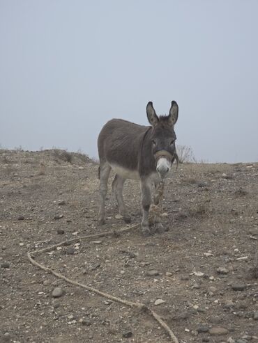 Eşşəklər: 4 erkək 2 dişi eşək satılır ən böyünün yaşı 4-dü qiyməti 550 manatdır — 11