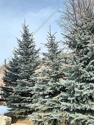 Ель: Продам 5шт голубых елей 5 молоденьких красующих красавиц высокие — 2