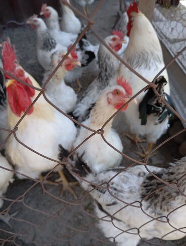 домашние цыплята: Сатам | Балапандар, Инкубацияланган жумурткалар