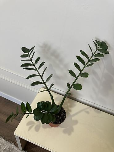 замиокулькас: Замиокулькас (Zamioculcas zamiifolia), комнатное растение в горшке — 2