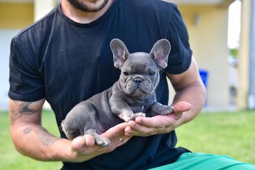 skafanderi za pse: Stenci francuskog buldoga starosti 3 meseca,primili sve vakcine i
