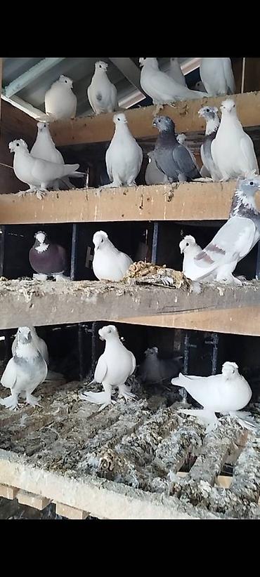 Птицы: Племенных голубей старопородный — 9