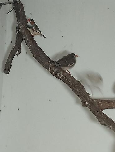 Птицы: Zebra ispinozları (Taeniopygia guttata) – ev quşları üçün seçmə sürü — 2