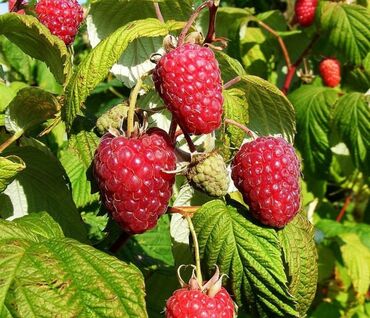 раковина с тумбой и зеркалом в ванную бишкек: Кочот сатылат! полька - 13 сом штук маравилла - 80 сом штук Геракл -