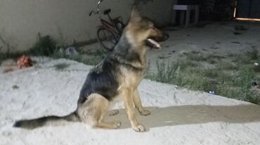 coban it adlari: Alman çoban iti, 1 il, Dişi, Ünvandan götürmə