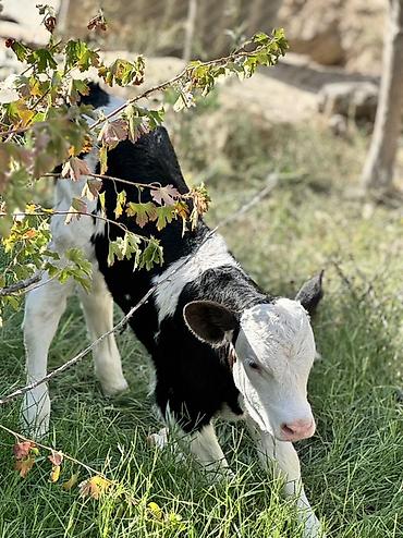 Телята: Erkək simmental buzov. Tam sağlamdır. 5 günlükdür. Super buzovdur — 5