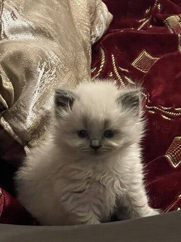 Pişiklər: Şotland uzun tüklü, Erkək, Cütləşmə üçün, Ünvandan götürmə — 12