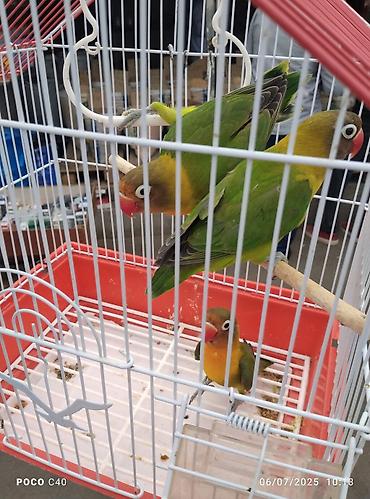 Tutuquşları: Korella 35 manattan bozlar sarilar 45-50 Azn qefesde var 15-20 Azn — 18