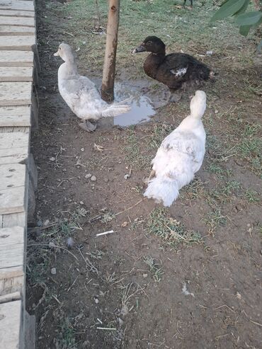 Gəmiricilər: Məhsul: Ördəklər Təsvir: - Şəkildə 3 ədəd ördək görünür: 2-si açıq