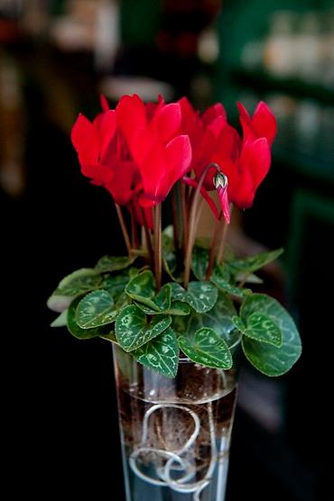 Фиалки и глоксинии: Продаю только оптом цветы из Узбекистана.глоксинии фикусы — 26