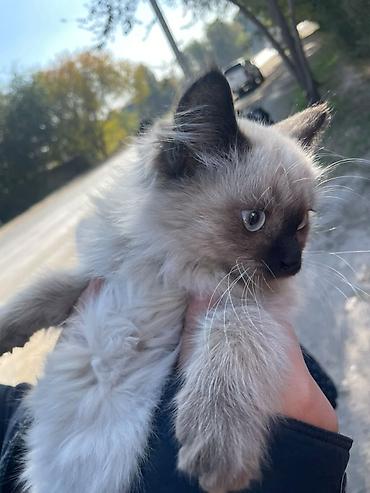 котята веслоухие: 🐱 Пушистые котята ищут новый дом! Нашли двух красивых котят — сестра — 2