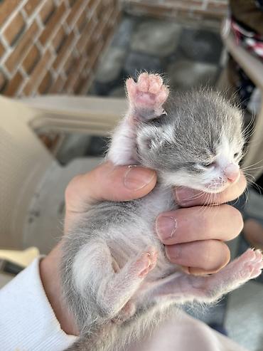 Pişiklər: Şotland, Erkək, Dişi, Yaxşı əllərə, Ünvandan götürmə — 12
