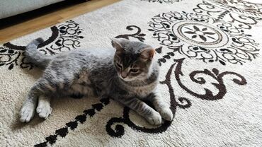 даром кошка: Шотландский кот,8 месяцев, чистый ничем не болеет,отдам в добрые руки