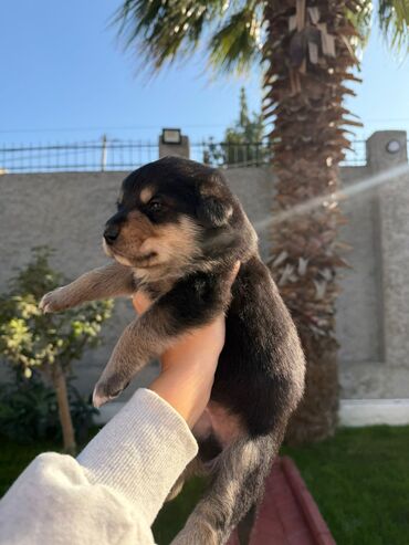 İtlər: Labrador-retriver, 1 il, Dişi, Ünvandan götürmə — 3