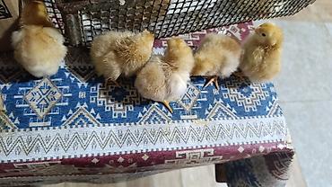 Cücələr: Salam herkese bayraminiz mubarek _xarkov qənbəri_ lider55_ sereblis _ — 1