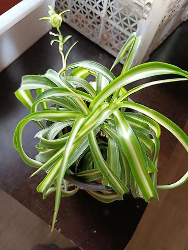 Фикусы: Комнатные растения — коллекция укоренённых саженцев и деток - Фикусы — 21