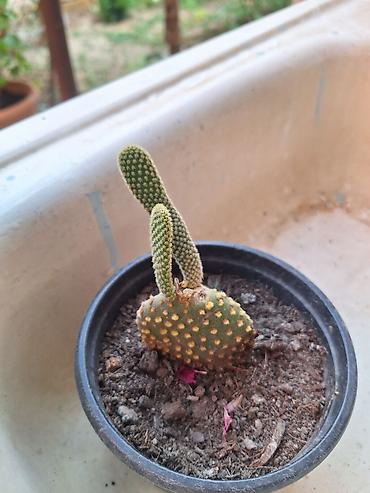 xoruz otu bitkisi: Böyük qapalı bitki və sükulent dəsti - Begonia maculata (benekli — 5