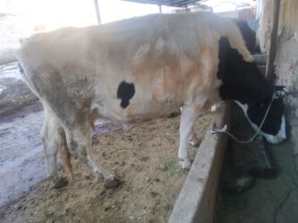 молочное оборудование: Продаю | Корова (самка) | Голштин