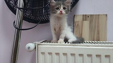 pişik cüt: ПАПА - МЕЙНКУН,МАМА-ШОТЛАНДКА. КОТЯТАМ 1,5 МЕСЯЦА. ХОДЯТ В ЛОТОК,ЕДЯТ — 7