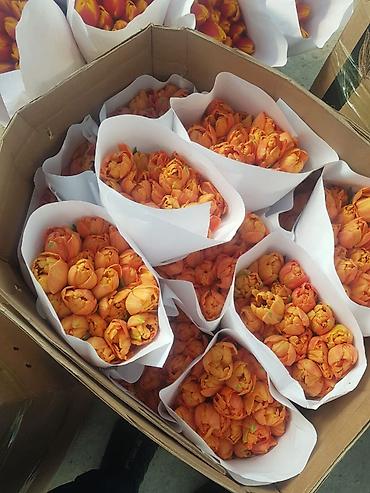 Букеты из живых цветов: Тюльпаны с луковицей — ассортименты цветов и сортов оптом на 8 - марта — 14