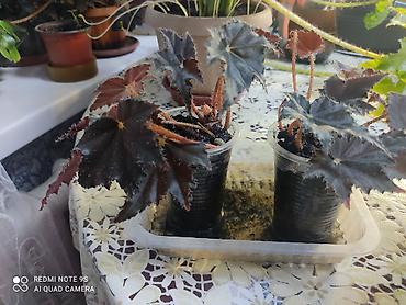 Другой декор и предметы интерьера: Распродажа по 300 сом и выше at lalafo.kg — 27 Другой декор и предметы интерьера: Распродажа по 300 сом и выше — 27