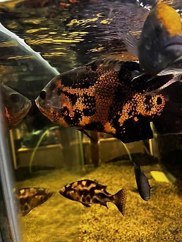 карлик кох: Астронотусы (Oscar, Astronotus ocellatus) — крупные декоративные — 4