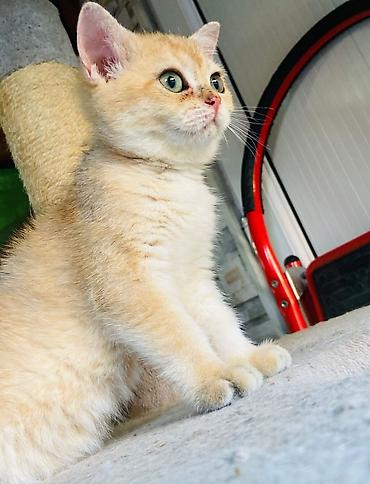 Pişiklər: Britan — 5