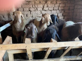 кролик цена: Продаю барашек Самки 10 месяцев цена 110т 6- голов