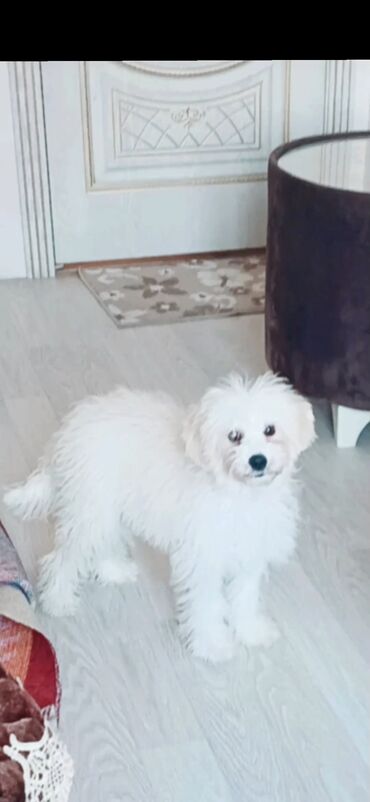 щенок в хорошие руки: Мальтийская болонка