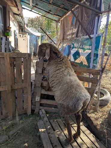 Бараны, овцы: Продаю | Овца (самка) | Арашан | Для разведения | Племенные — 11