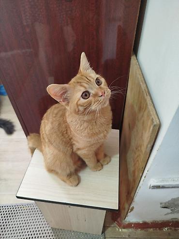 скотский рынок: Скотиш Страйт (Шотландская прямоухая), 6 месяцев, Мальчик, Рыжий, Приучена к лотку, Проглистована — 8