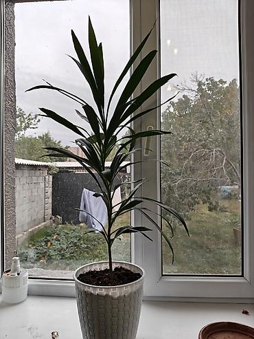 Замиокулькас (Долларовое дерево): Продаются комнатные цветы в ассортименте. Большой выбор домашних — 4
