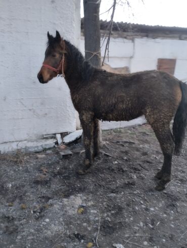 Лошади, кони: Продаю | Жеребец | Рабочий | Племенные — 9