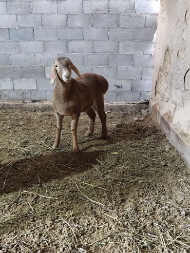 Бараны, овцы: Продаю | Баран (самец) | Для разведения | Племенные — 6