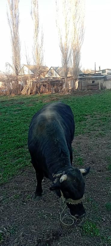 Коровы, быки: Продаю | Бык (самец) | Симментальская | На откорм | Привязанные — 7