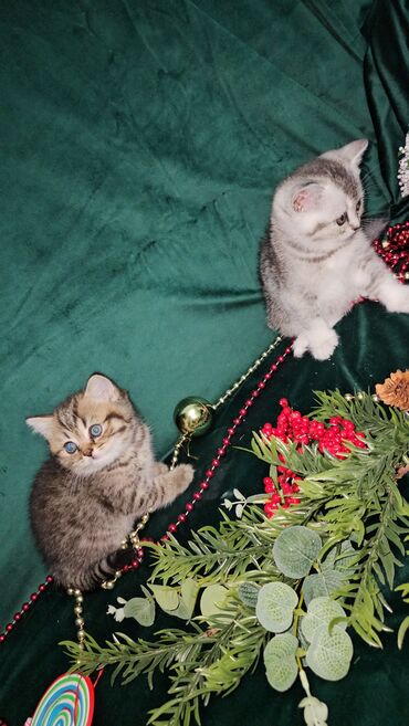 Pişiklər: Şotland, Ünvandan götürmə — 23