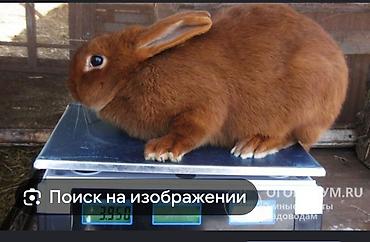 кролики калифорния: Кролик породы гималайский (калифорнийский тип окраса): В продаже две — 5