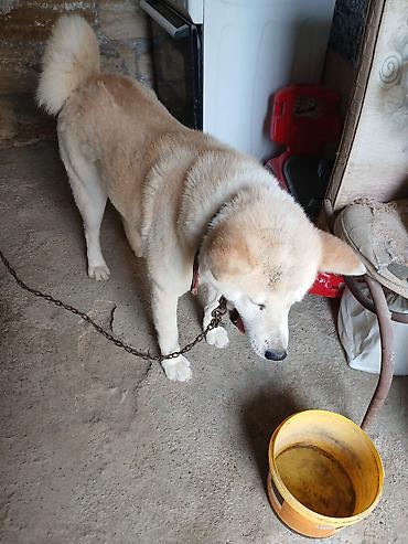 İtlər: Akita-inu, 1 il, Peyvəndli — 3