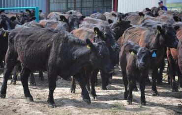 купить собаку хмонг: Сатам | Бука (эркек), Кунаажын, Музоо