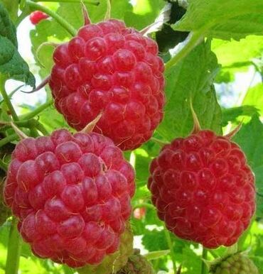 зеленый урюк купить: Малина Чекене, Өзү алып кетүү, Акылуу жеткирүү
