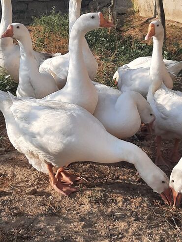 ev quşları haqqında qısa məlumat: Linda qazları satılır.8 dişi 3 erkək. Cəm şəkildə satılır