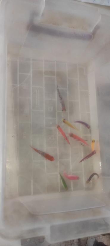 balığ yemi: Glofish, Sülhsevər — 3