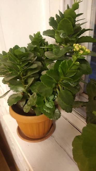Другие садовые цветы и кустарники: Комнатные цветы от 350 сом ❗❗ — 2