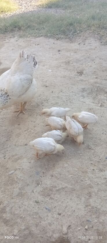 cucələr: Salam cücə satılır 25 günlük tam sağlam sarayda anasıyla birlikdə tam