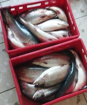 цена рыбы в кыргызстане: Форель радужная оптом 2-3кг