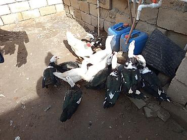 Ördəklər: Dişi, | Lal ördək, Ətlik — 9