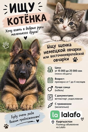 Немецкая овчарка, 1 месяц, Самец, С прививкой, С родословной